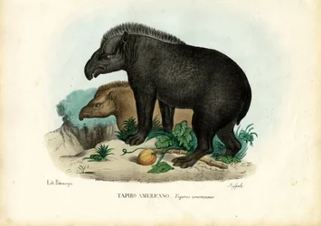 Südamerikanischer Tapir, 1863-79